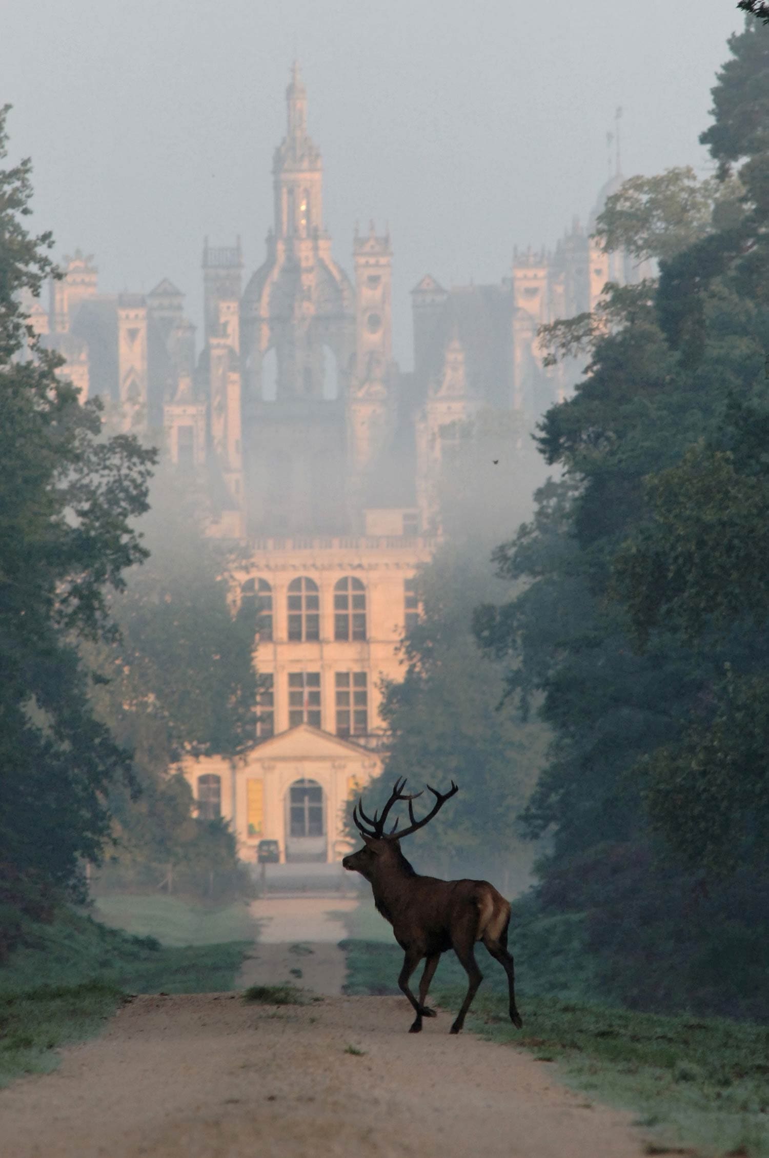 Cerf - Domaine national de Chambord