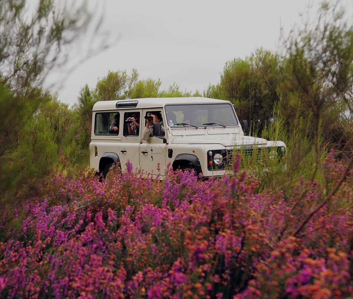 Visite de la réserve de Chambord en 4x4