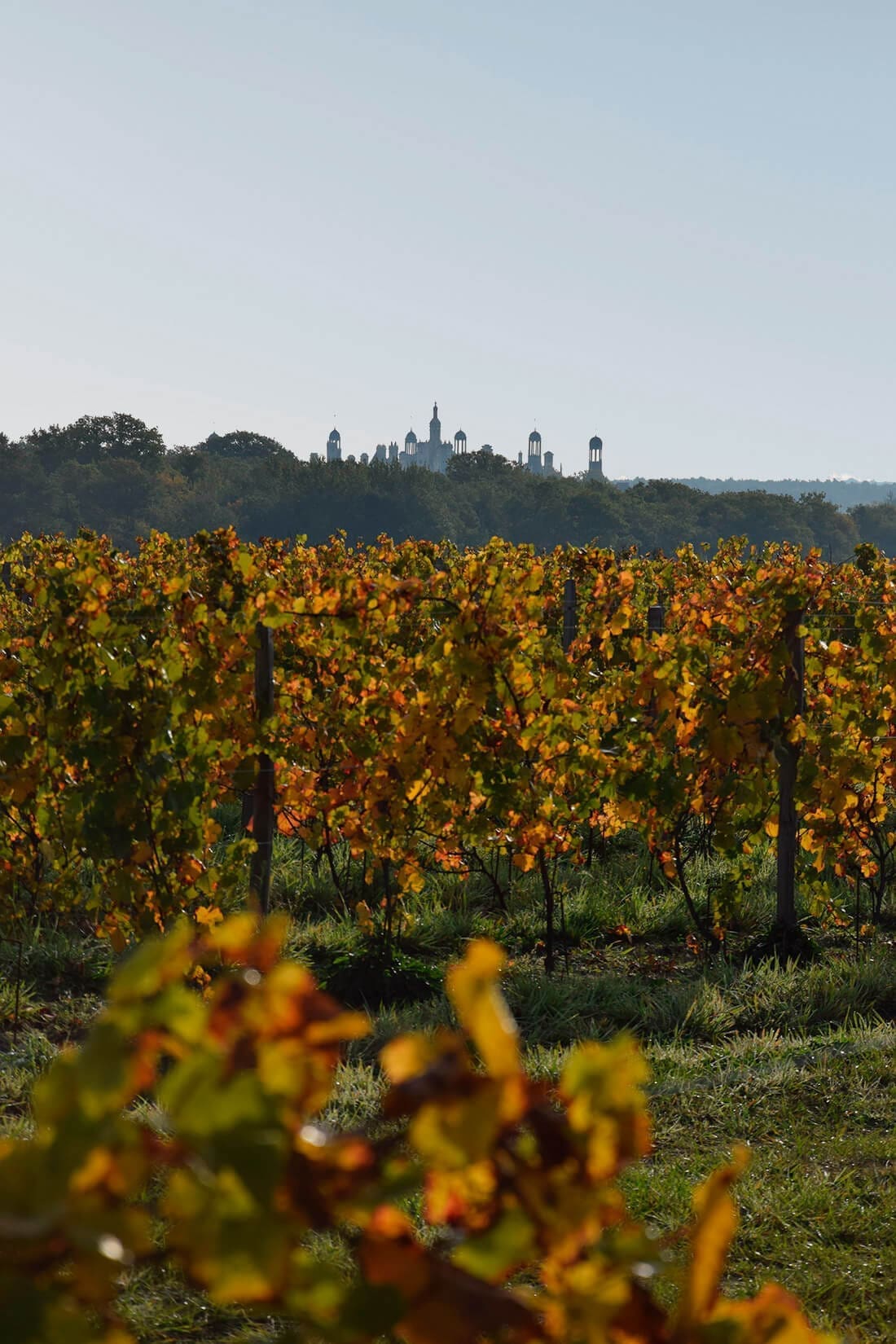 Vineyards in Chambord.