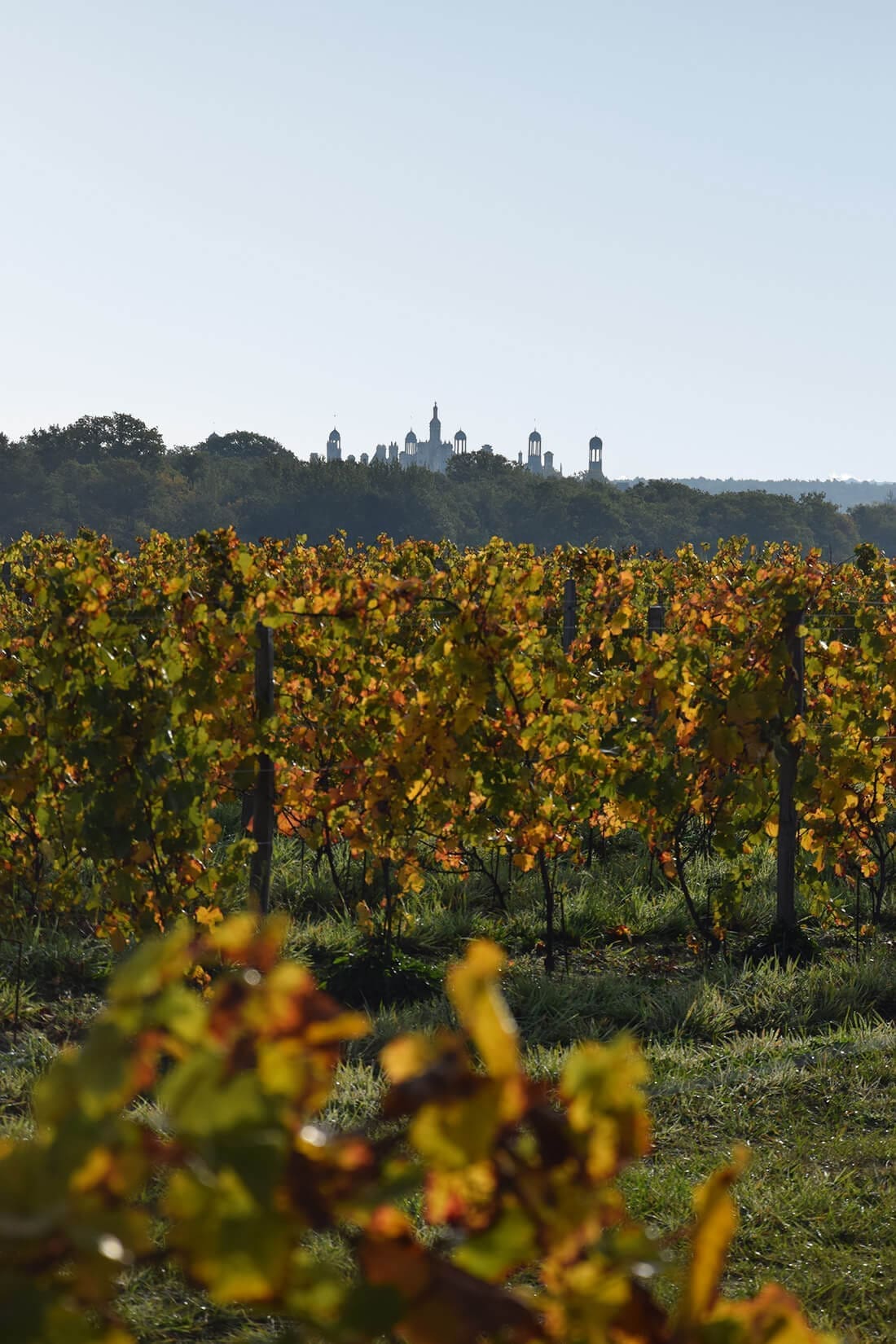 Vineyards in Chambord.