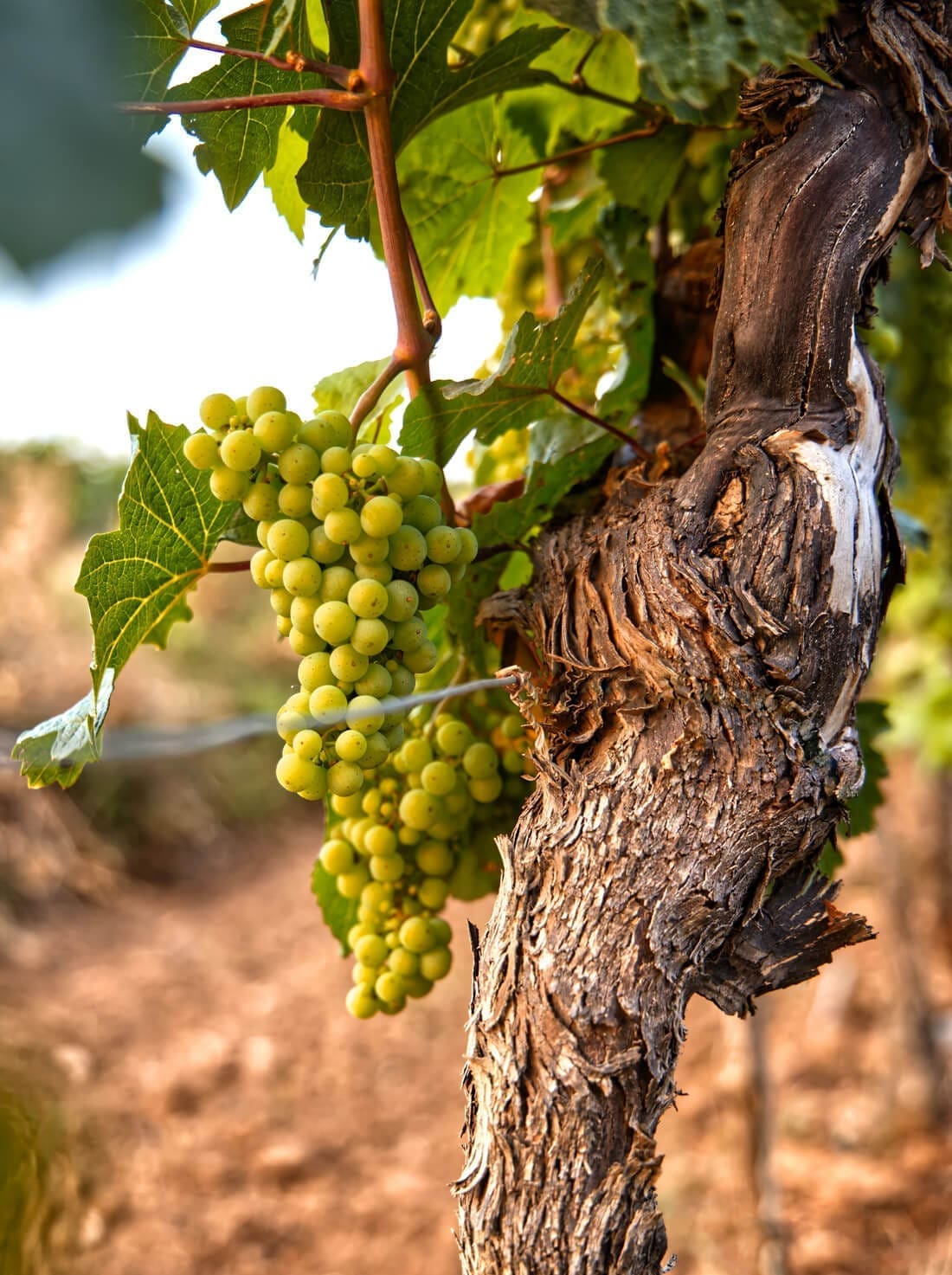Vineyards in Chambord and its surroundings.