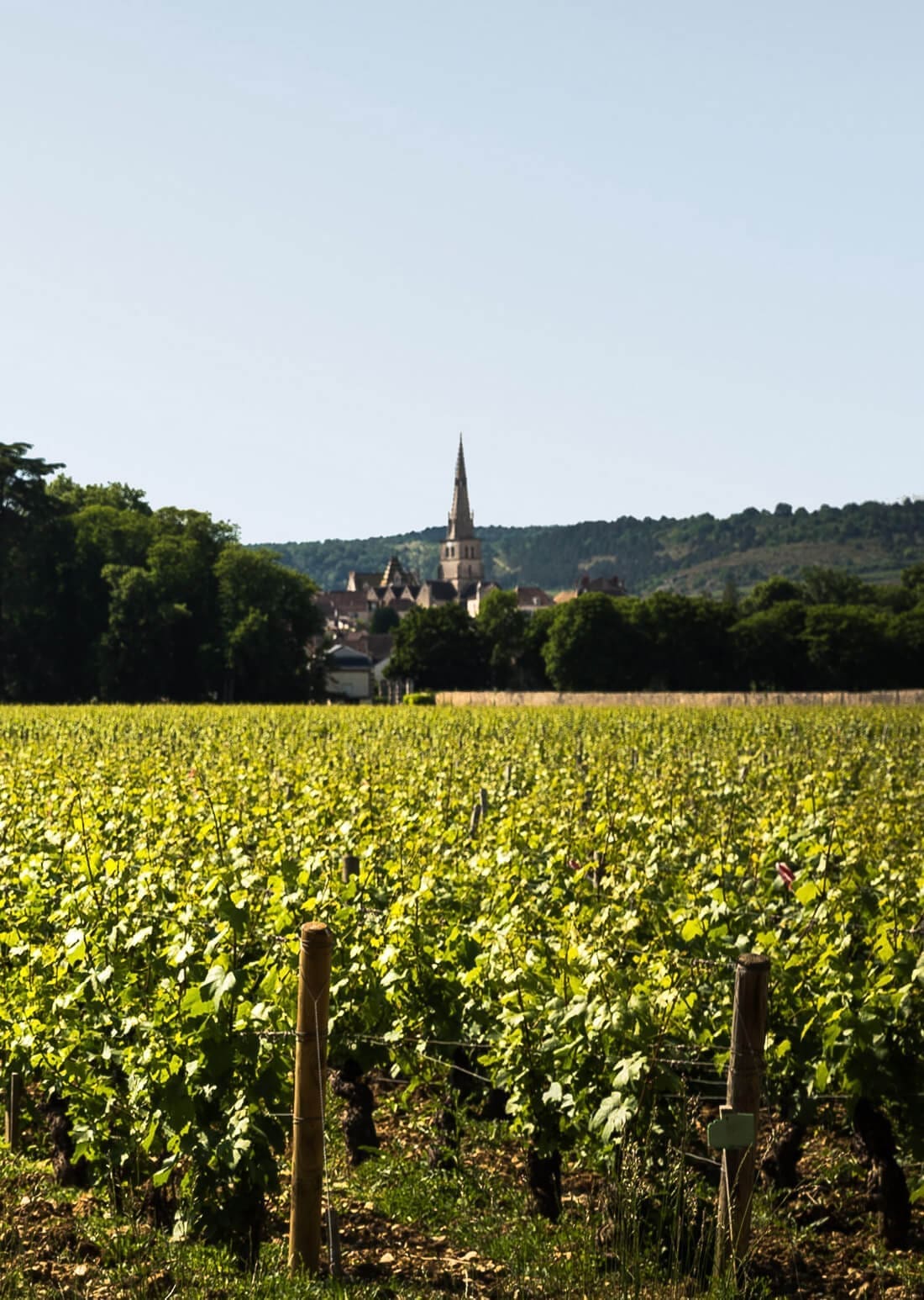 Vineyards in Chambord and its surroundings.