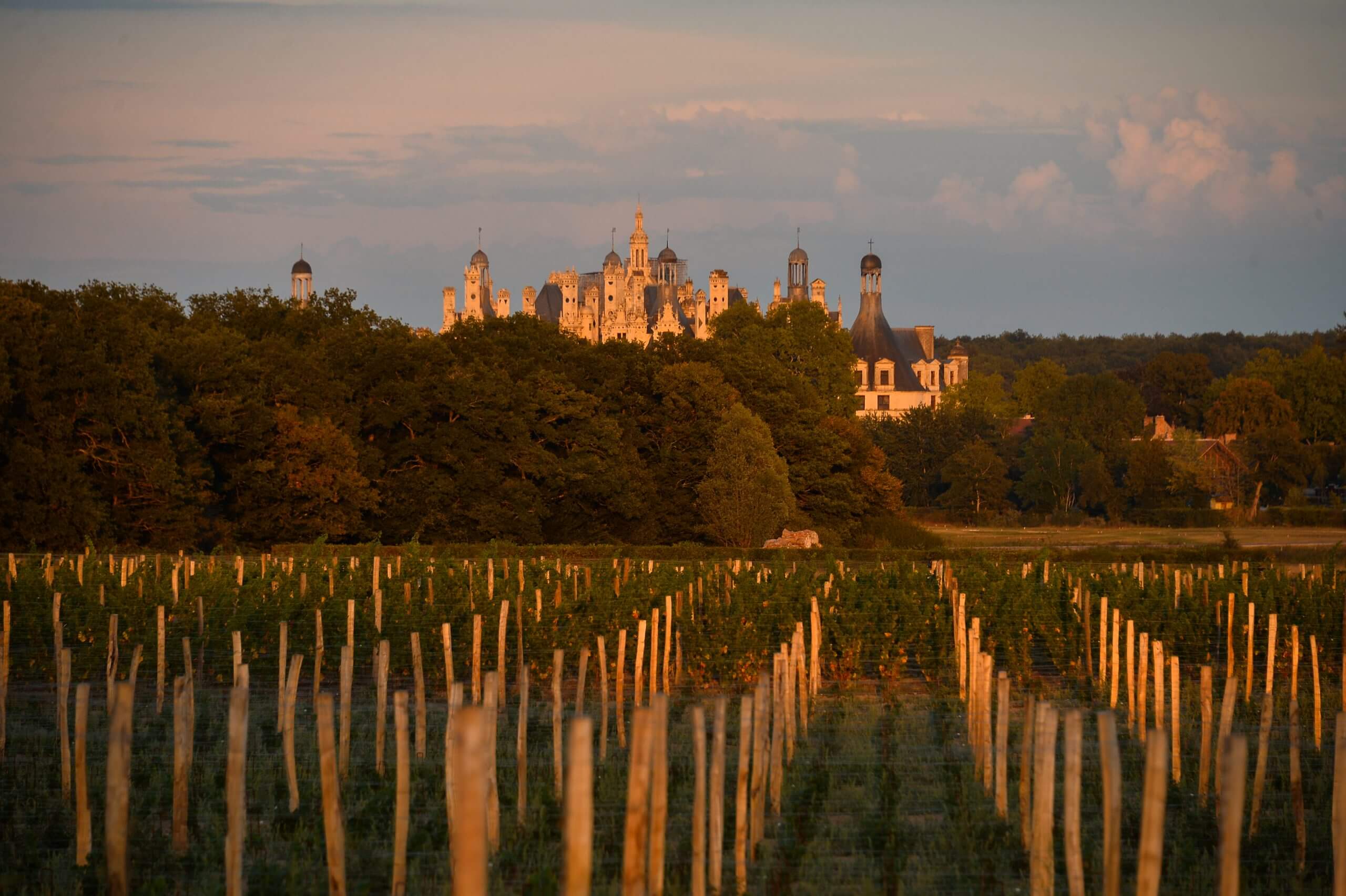 Vignes de Château